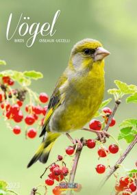 Tierkalender Vögel
