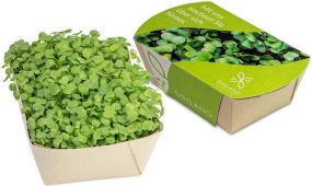 Microgreens-Gärtchen - Samen nach Wahl - inkl. Werbedruck als Werbeartikel