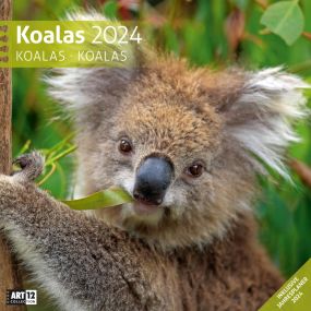 Kalender Koalas 2024 - 30x30