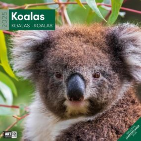 Kalender Koalas 2024 - 30x30