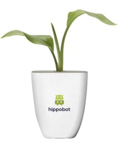 Treemore Briefkastenbäume Paradiesvogelpflanze