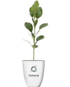 Treemore Briefkastenbäume Kaffernlimette