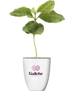 Treemore Briefkastenbäume Kaffeebaum