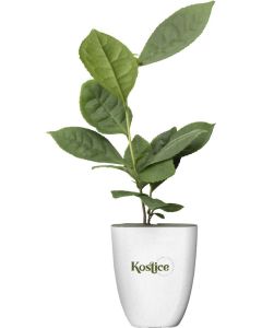 Treemore Briefkastenbäume Teepflanze