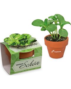 Tontöpfchen-Blume - Samen nach Wahl - inkl. Werbedruck