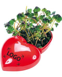 Glücksklee Herz Glückskleezwiebelchen