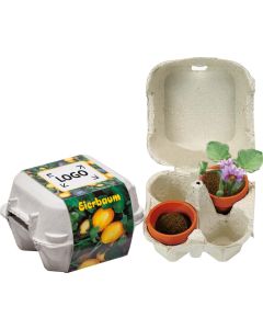 Eierbaum-Box - Eierbaumsamen - inkl. 1-4 c Logo-Digitaldruck