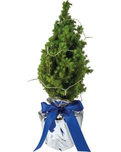 Lichter-Bäumchen 35-45 cm