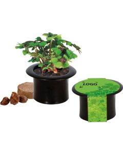 Glücks-Zylinder - Glückskleezwiebelchen - inkl. 1-4 c Logo-Digitaldruck