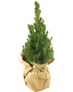 Natur-Bäumchen 35-45 cm