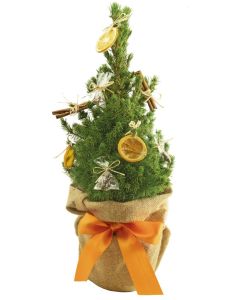 Winterduft-Bäumchen 35-45 cm