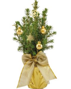 Gold-Bäumchen 20-30 cm