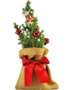 Kugelglanz-Bäumchen 20-30 cm