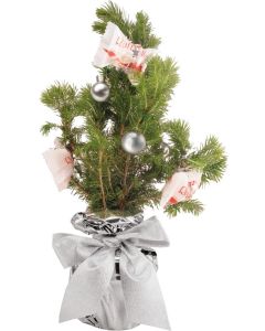 Süßes-Bäumchen 20-30 cm