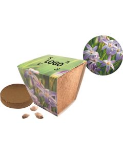 Naturtöpfchen Sternblume - inkl. Digitaldruck