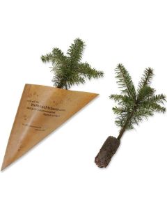 Nordmanntanne - Pflanze in der Spitztüte - inkl. Werbedruck