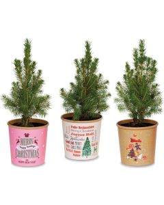 Geschenkbäumchen - Pflanze Waldkiefer - inkl. Werbedruck