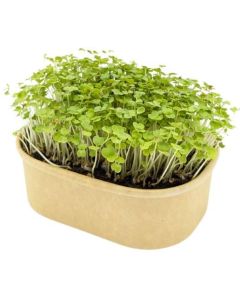 Microgreen Samen Pflanzset - inkl. Werbedruck
