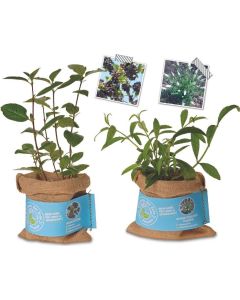 Schenk der Erde eine Pflanze - Schmetterlingsflieder - inkl. Werbedruck