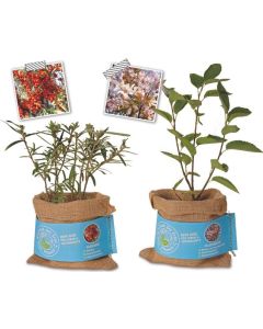 Schenk der Erde eine Pflanze - Felsenbirne - inkl. Werbedruck