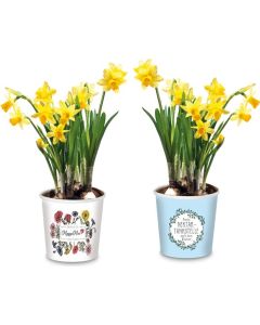 Narzisse, eine nahrhafte Frühlingsbotin - Pflanze im Becher - inkl. Werbedruck