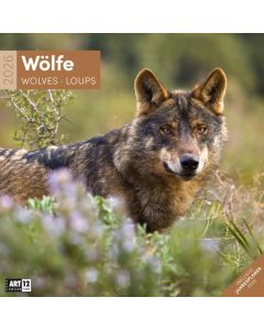 Kalender Wölfe 2025 - 30x30