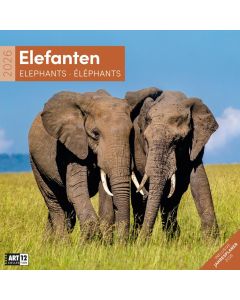 Kalender Elefanten 2025 - 30x30