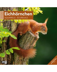 Kalender Eichhörnchen 2025 - 30x30