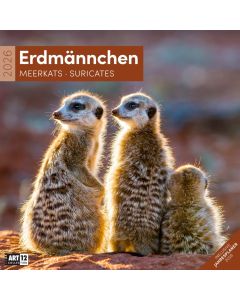 Kalender Erdmännchen 2025 - 30x30