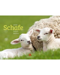 Kalender Schafe 2025