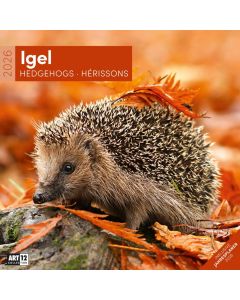 Kalender Igel 2026 - 30x30