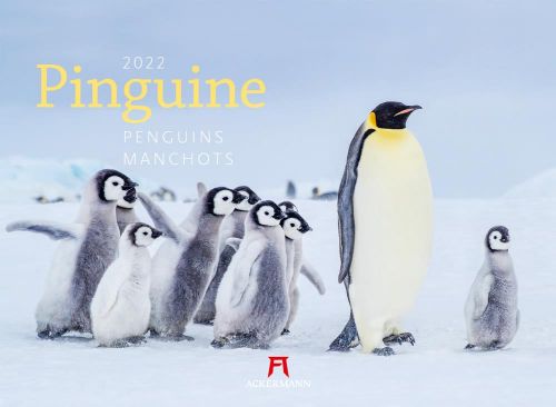 Kalender Pinguine 2022 als Werbeartikel