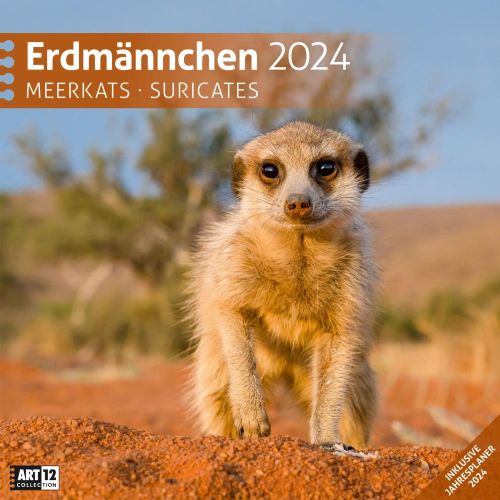 Kalender Erdmännchen 2024 - 30x30 als Werbeartikel