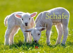 Kalender Schafe 2022 als Werbeartikel
